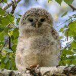 Краснокнижные совы Екатеринбурга: длиннохвостая и бородатая неясыти