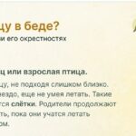 Нашли птицу в беде? Что делать?