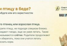 Нашли птицу в беде? Что делать?