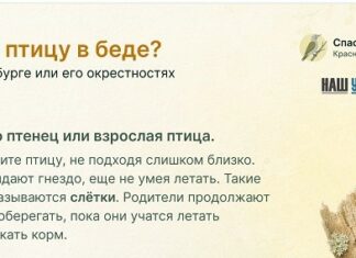 Нашли птицу в беде? Что делать?