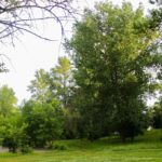 Парк «Подзеленье», Ярославль