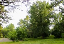 Парк «Подзеленье», Ярославль