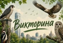 Онлайн-викторина про краснокнижных птиц города Екатеринбурга