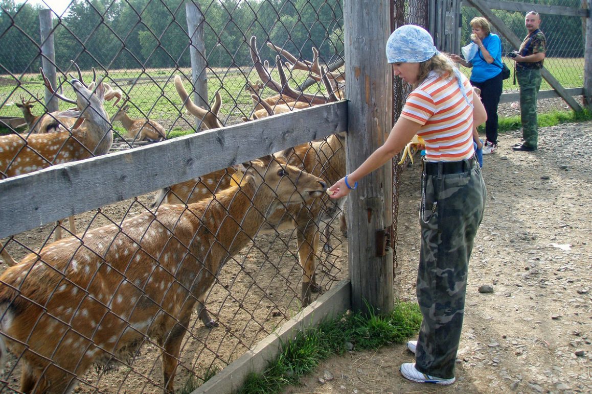 Висим, Оленья ферма, Свердловская область