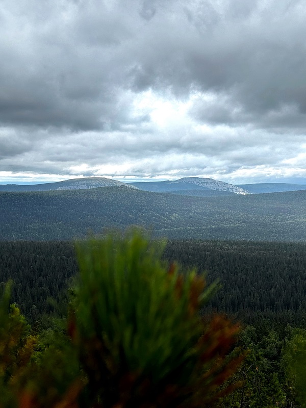 Ольвинский камень. Горные луга на вершине Ольвинского камня. Фото: Владимир Музыков / ВКонтакте