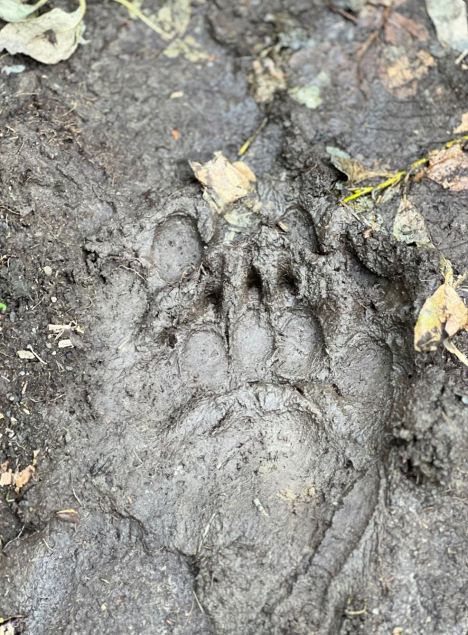 Мы в город изумрудный... Приполярный Урал.