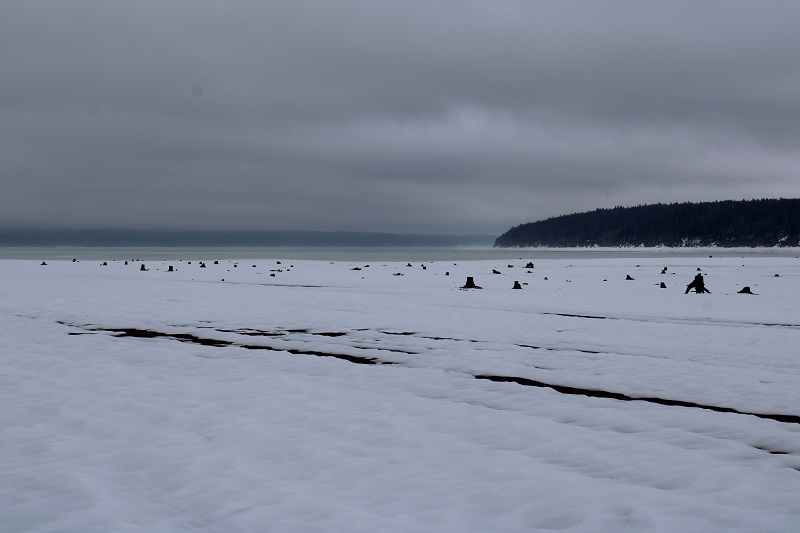 Пляж пней в Полазне: необычное место в Пермском крае на Каме. Фото: Ирина Ваулина / ВКонтакте