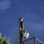 Гости нашего города (конкурс «Спасение диких птиц. Истории из жизни читателей»)