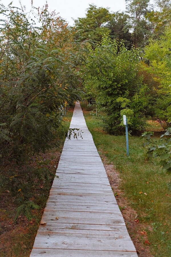 Парк «Зеленый Лог» превращается в дендрарий — 9 Канал Старый Оскол