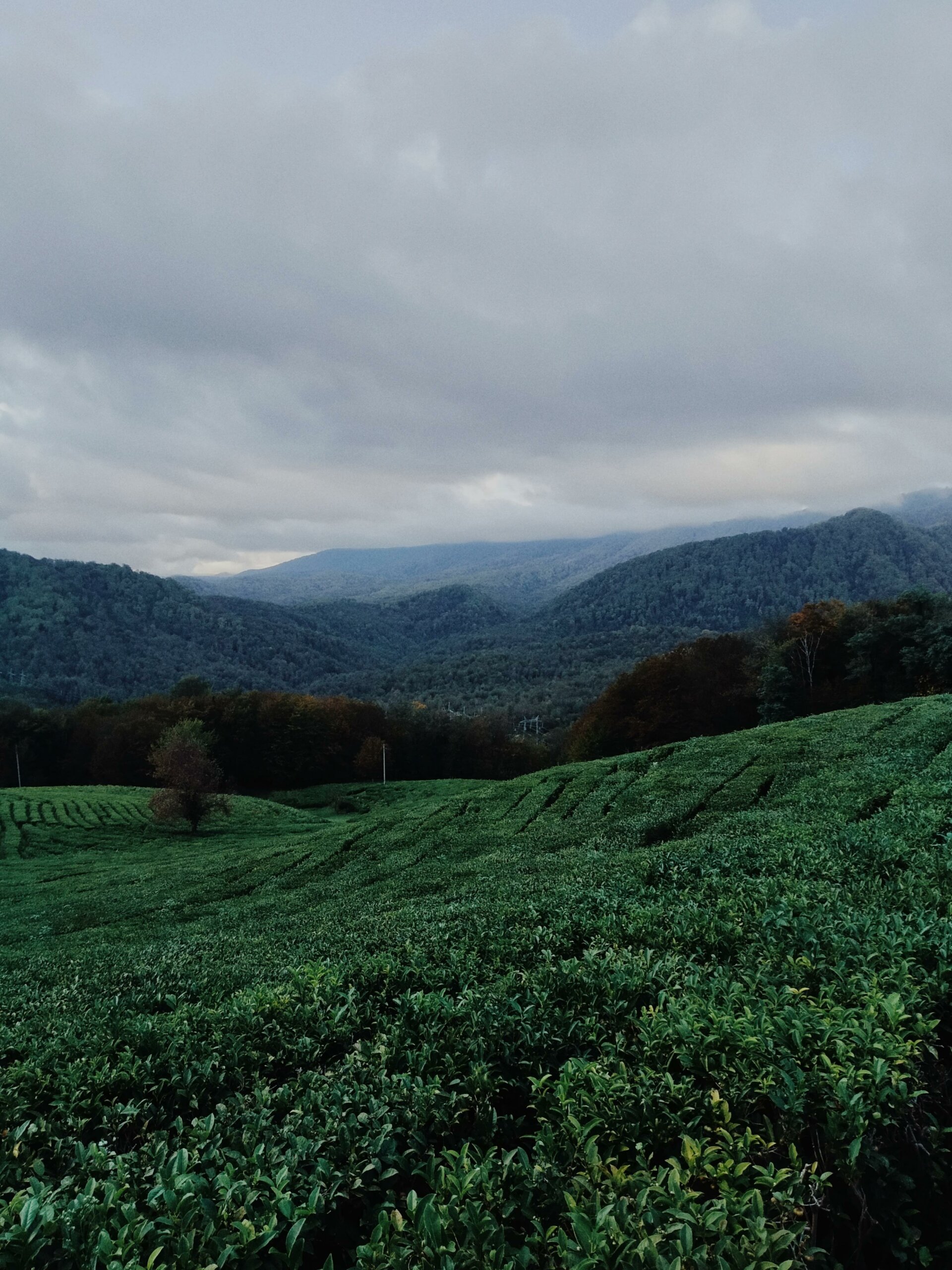 Чайные плантации "Мацеста Чай"