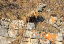 Национальный парк Башкирия, Театр медведей