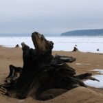 Пляж пней в Полазне: необычное место в Пермском крае на Каме Пляж пней в Полазне: необычное место в Пермском крае на Каме. Фото: Ирина Ваулина / ВКонтакте