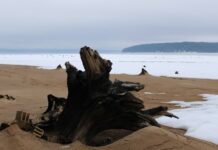 Пляж пней в Полазне: необычное место в Пермском крае на Каме. Фото: Ирина Ваулина / ВКонтакте