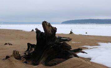 Пляж пней в Полазне: необычное место в Пермском крае на Каме Пляж пней в Полазне: необычное место в Пермском крае на Каме. Фото: Ирина Ваулина / ВКонтакте