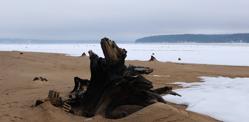 Пляж пней в Полазне: необычное место в Пермском крае на Каме. Фото: Ирина Ваулина / ВКонтакте