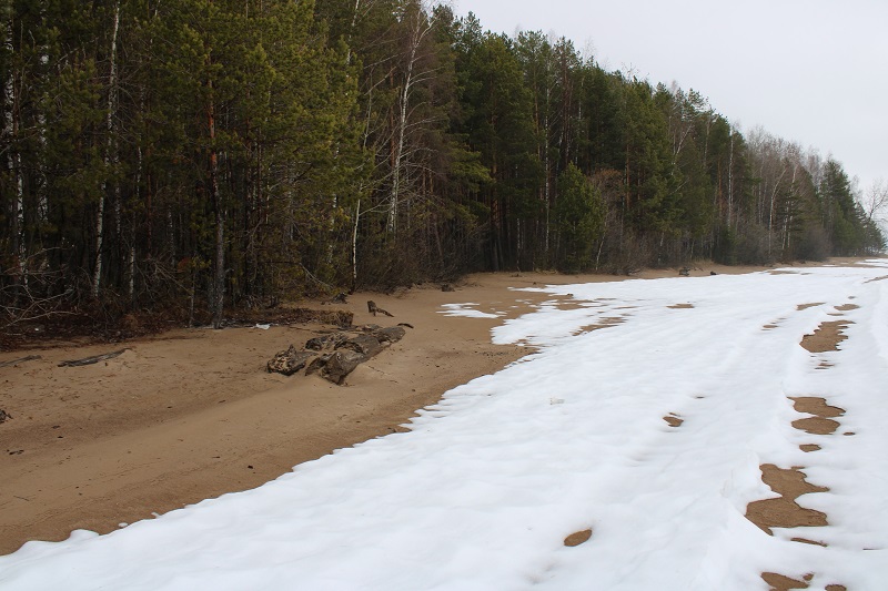 Пляж пней в Полазне: необычное место в Пермском крае на Каме. Фото: Ирина Ваулина / ВКонтакте