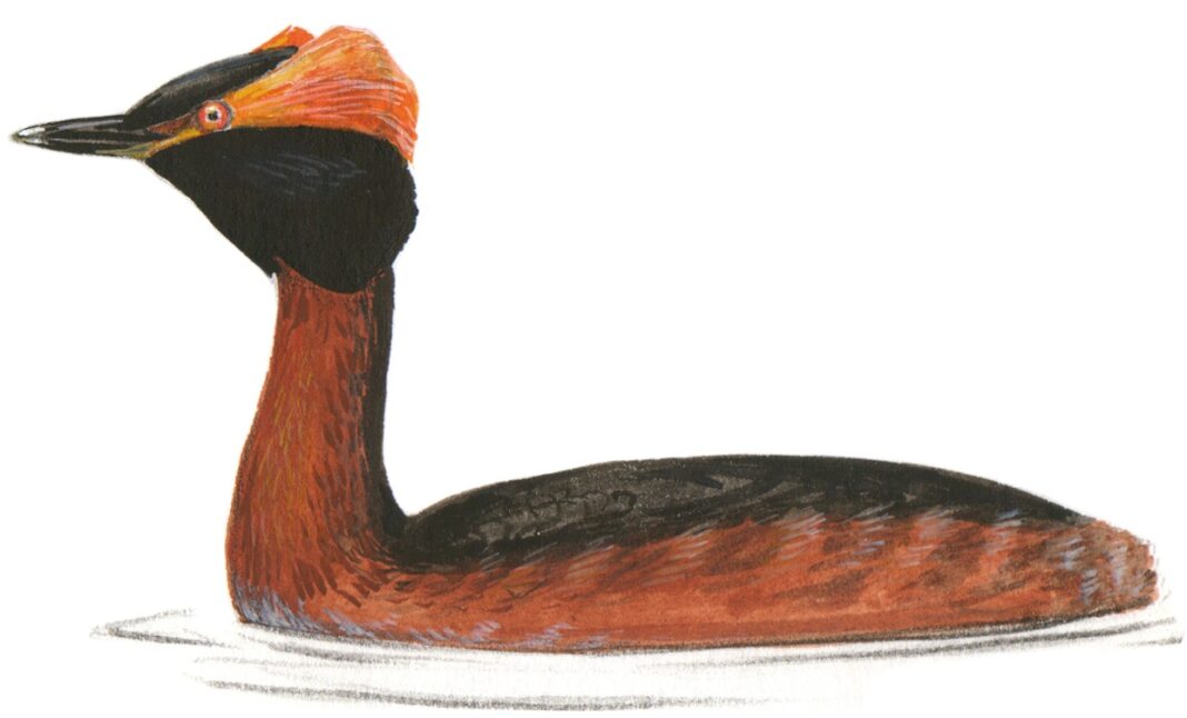 Krasnosheynaya_poganka