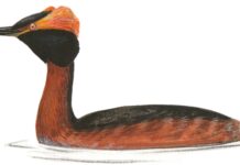 Проект «Спасти краснокнижного дятла». Краснокнижные птицы в Екатеринбурге