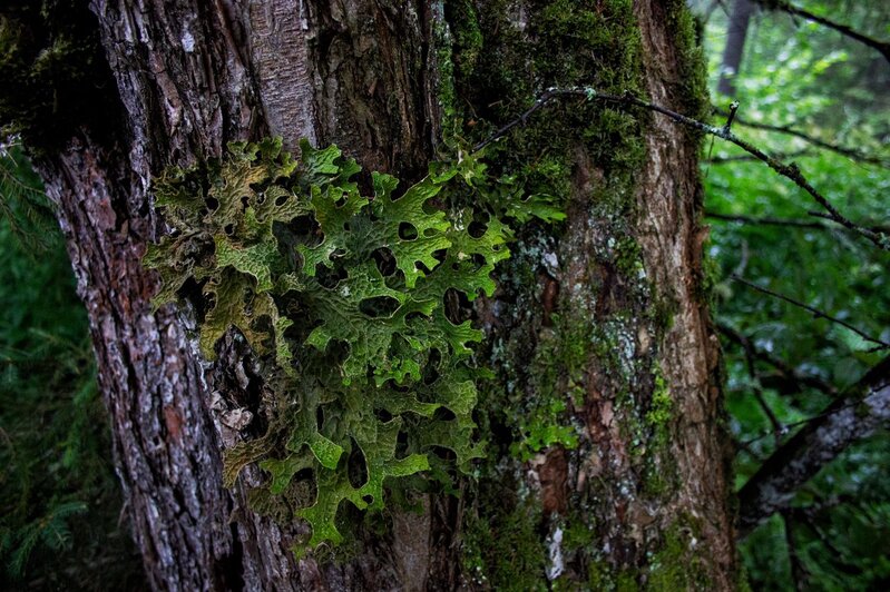Растительный мир Центрально-Лесного заповедника, Тверская область