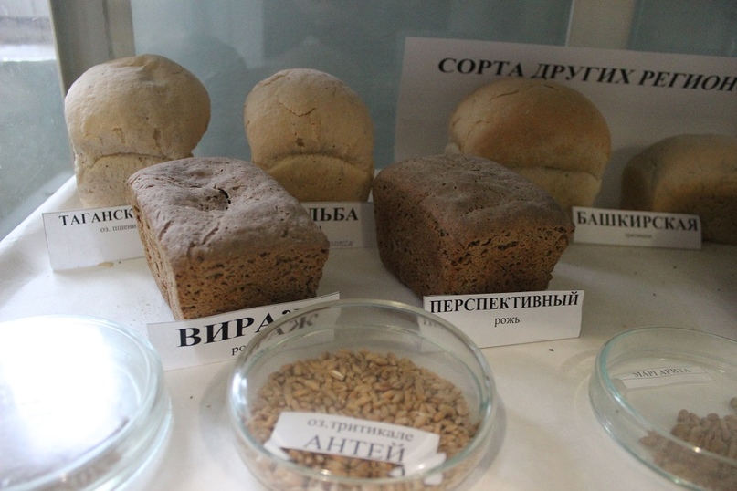 Пшеница и испеченный из нее хлеб в кабинете технологии