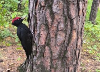 Опрос «Помощь птицам»