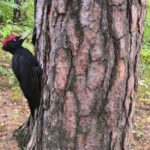 Наш проект «Спасти краснокнижного дятла» получил поддержку Президентского фонда природы!