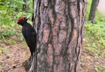 Наш проект «Спасти краснокнижного дятла» получил поддержку Президентского фонда природы!