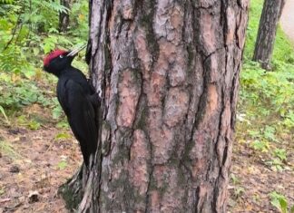Наш проект «Спасти краснокнижного дятла» получил поддержку Президентского фонда природы!