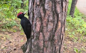Наш проект «Спасти краснокнижного дятла» получил поддержку Президентского фонда природы!