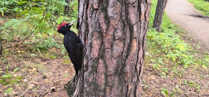 Краснокнижные птицы в городе. Фото: М. Чеботаева