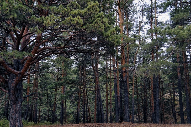 Сосновый лес, Сухой Лог, Шата