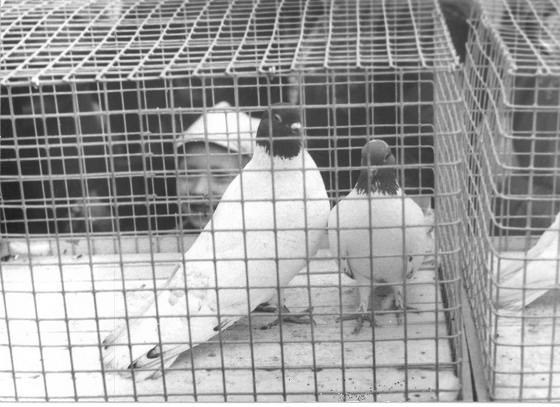 Выставка голубеводов Красноуфимска в рамках мероприятия «Дары уральской природы». Фото из архива С.А. Елисеева
