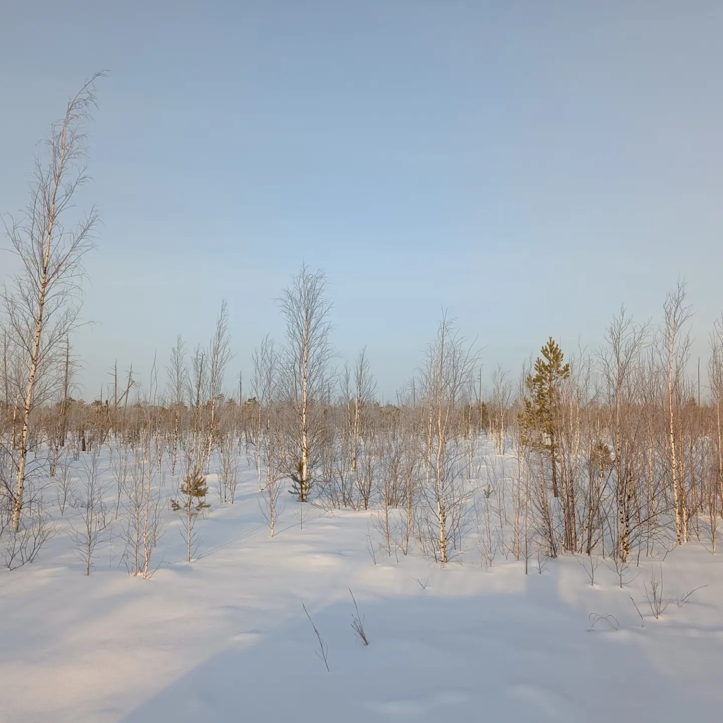 По зимникам в Пуксинку - в царство Асыки-2. Фото: Виктор Иваницкий / ВКонтакте