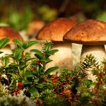 Где собирать грибы в Тюменской области?