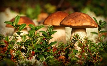 Где собирать грибы в Тюменской области?