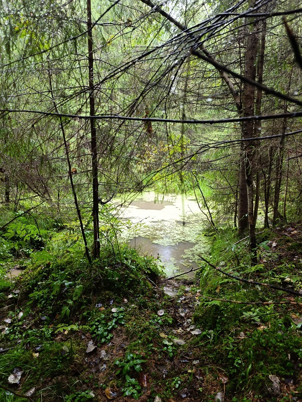 В лесах Удмуртии. Фото: Ольга Шафранова /ВКонтакте