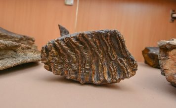 Палеонтологические находки в Камышлове Археологические находки в Камышлове