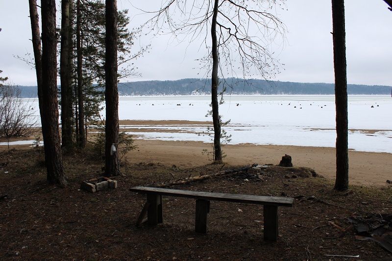 Пляж пней в Полазне: необычное место в Пермском крае на Каме. Фото: Ирина Ваулина / ВКонтакте