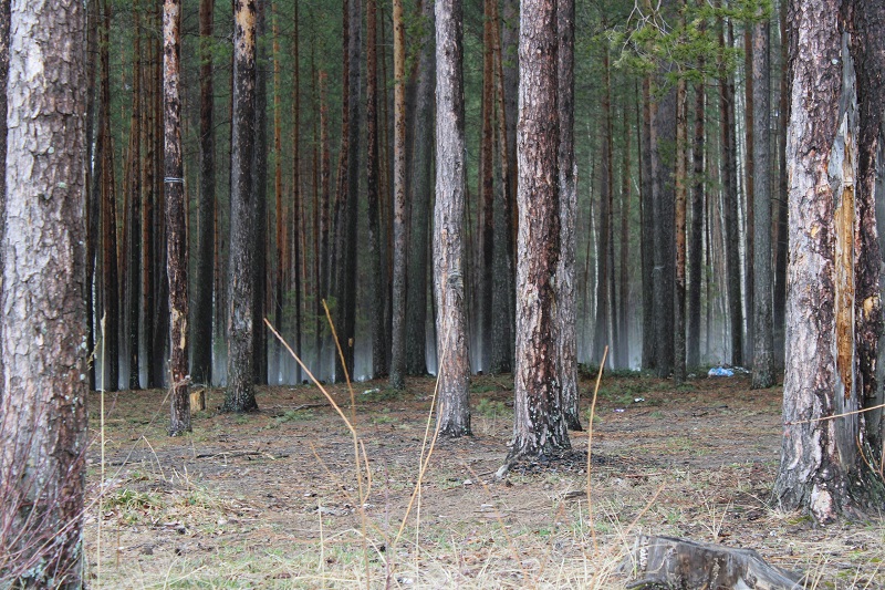 Пляж пней в Полазне: необычное место в Пермском крае на Каме. Фото: Ирина Ваулина / ВКонтакте