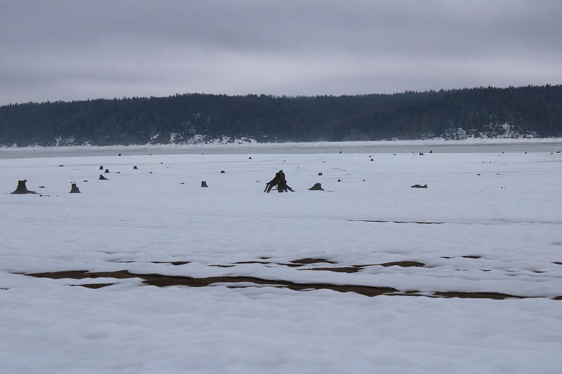 Пляж пней в Полазне: необычное место в Пермском крае на Каме. Фото: Ирина Ваулина / ВКонтакте