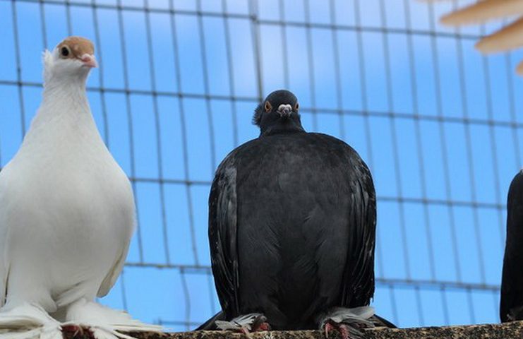Любовь и голуби: интересные встречи в Красноуфимске
