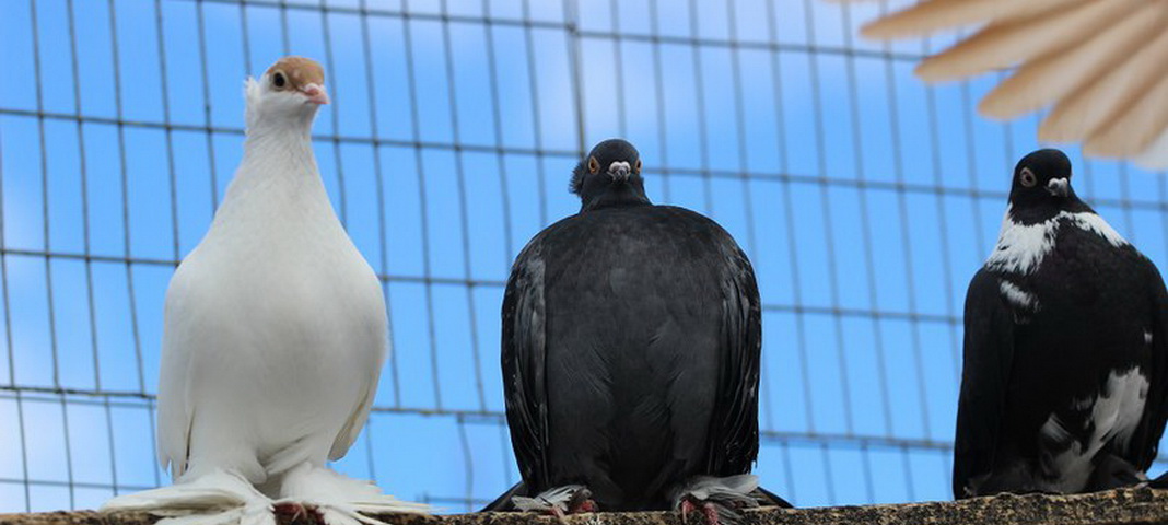 Любовь и голуби: интересные встречи в Красноуфимске