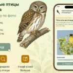 Определить птицу и понять, как помочь: опубликовано новое приложение