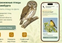 Определить птицу и понять, как помочь: опубликовано новое приложение
