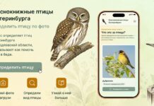 Мы запускаем литературный конкурс «Спасение диких птиц»!