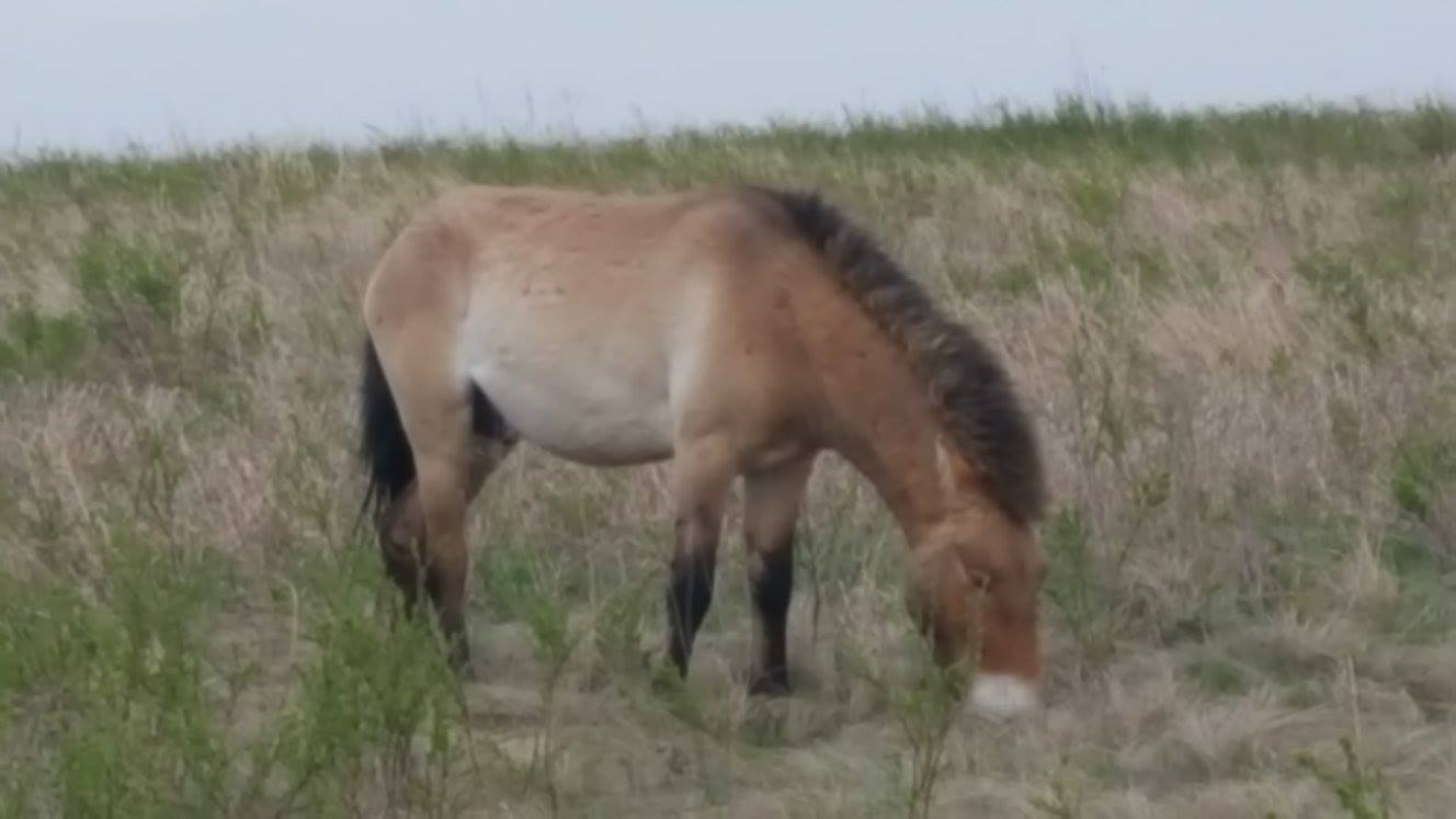лошади Пржевальского Перчик