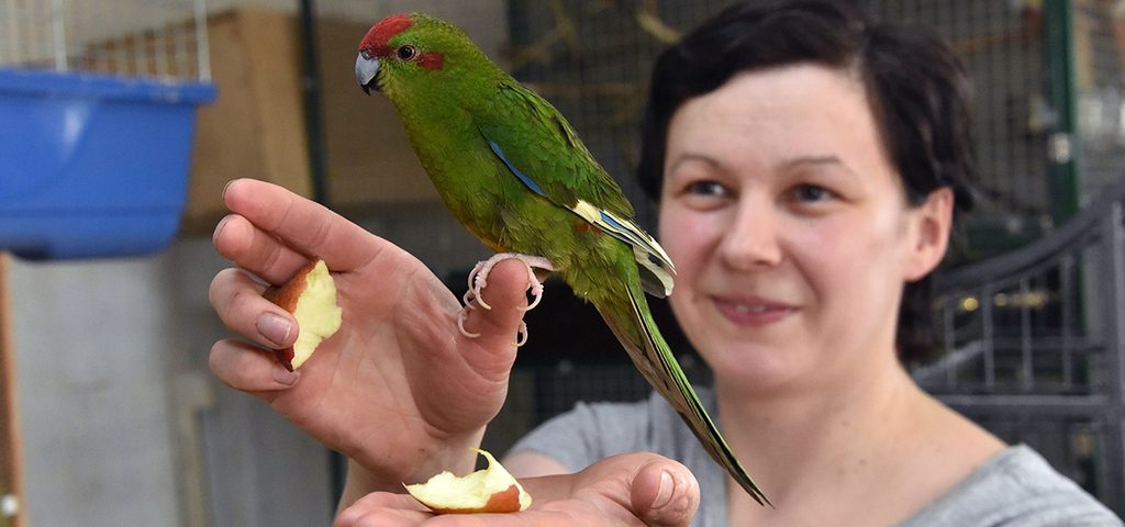 Мария Рудакова: Избушка под Ирбитом стала роддомом для попугаев