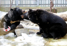 Из-за теплой зимы в Екатеринбурге медведи вышли из спячки