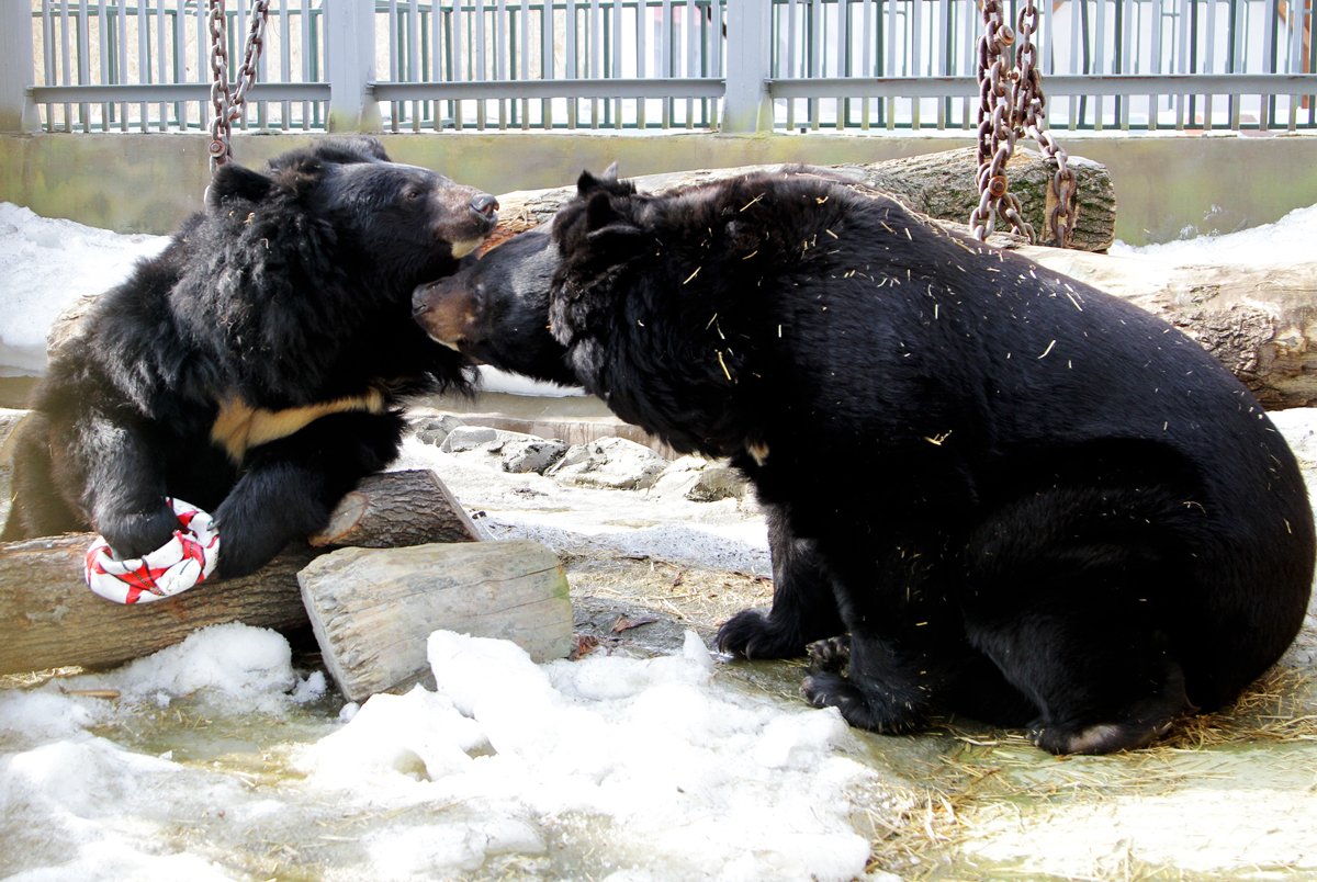 Из-за теплой зимы в Екатеринбурге медведи вышли из спячки