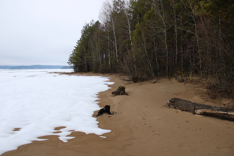 Пляж пней в Полазне: необычное место в Пермском крае на Каме. Фото: Ирина Ваулина / ВКонтакте